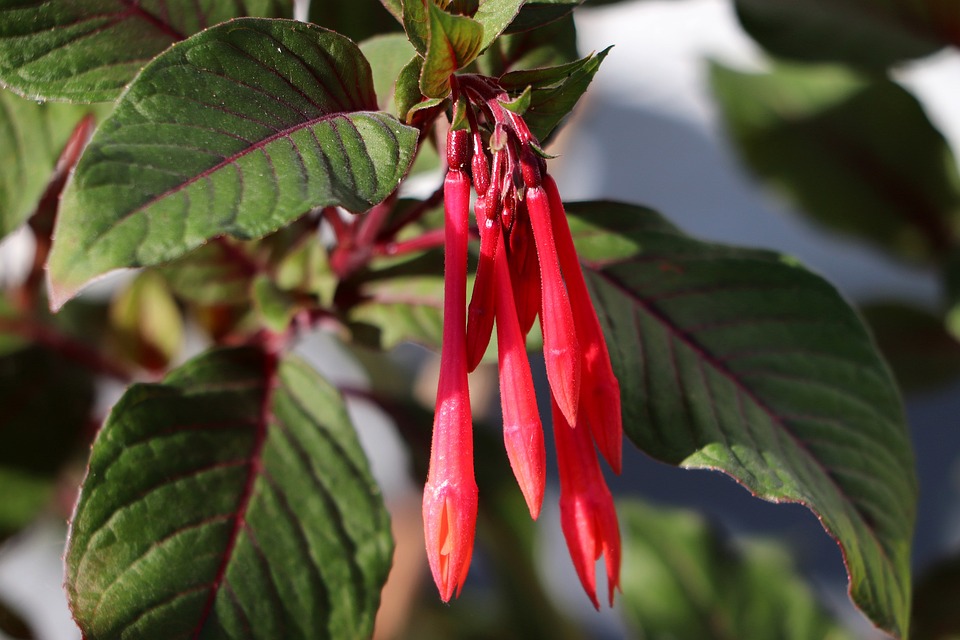 Grüne Fliegen an Fuchsien