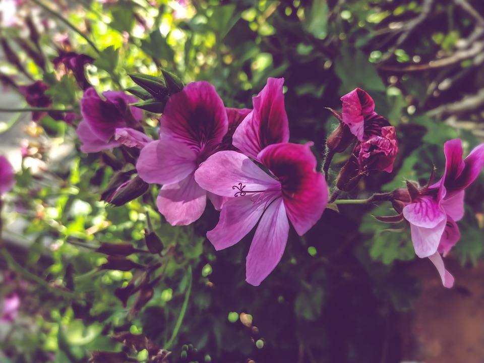 Grüne Fliegen an Geranien