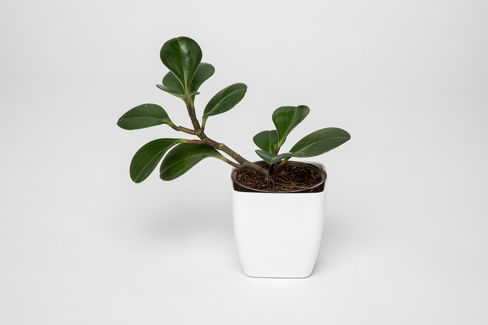 Grüne Fliegen an Zimmerpflanzen