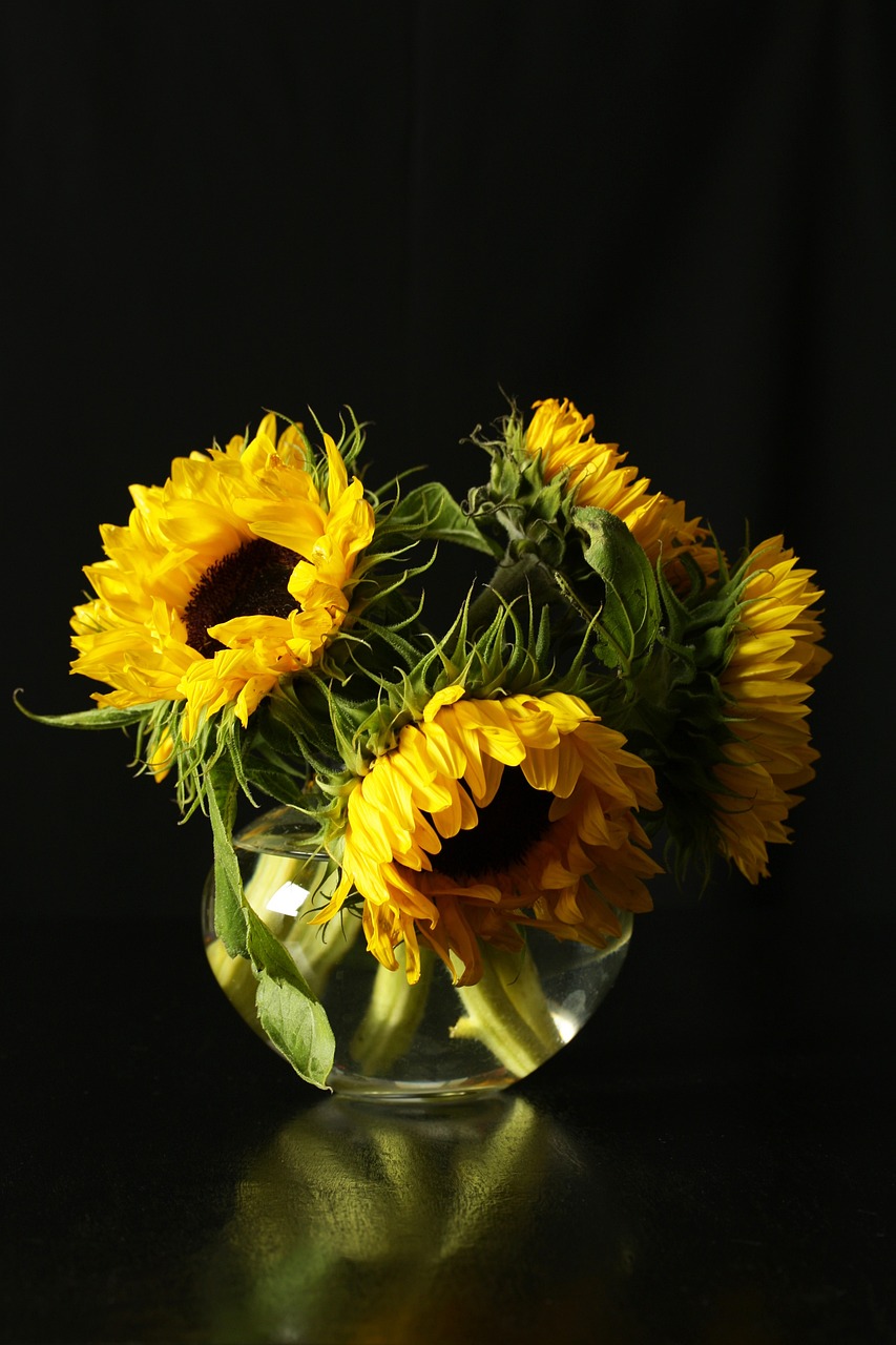 Schwarze Fliegen an Sonnenblumen