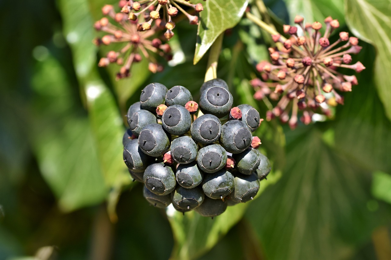Schwarze Fliegen an Efeu